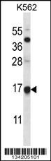 MAGOH Antibody