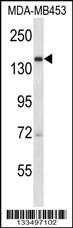 URB2 Antibody