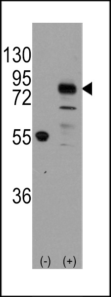 CDH9 Antibody
