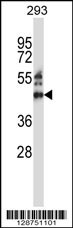 ZNF660 Antibody