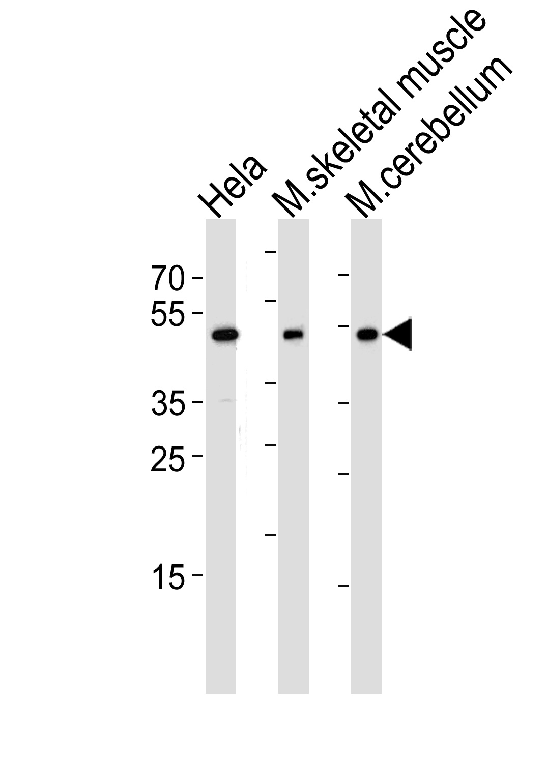 Mouse Hoxc10 Antibody