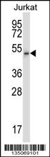 Mouse Cdk15 Antibody