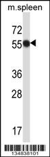 Mouse Matk Antibody