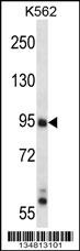 Map3k10 Antibody