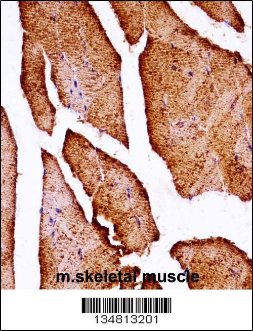 Map3k10 Antibody