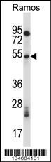 Mouse Phkg1 Antibody