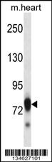 Mouse Scyl3 Antibody