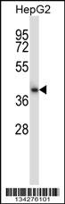 CIAO1 Antibody