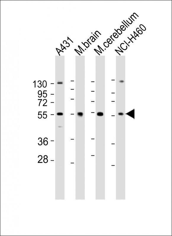 DRAGON Antibody