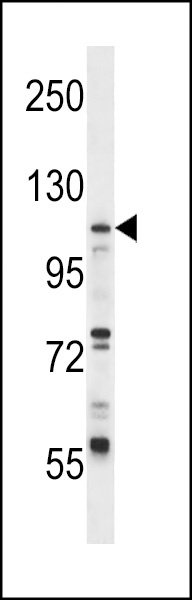 UBA7 Antibody