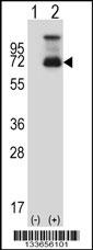 HSF1 Antibody