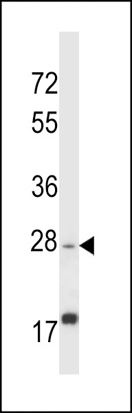 APOOL Antibody