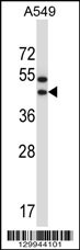 OR56A1 Antibody