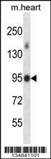 Mouse Mlk4 Antibody