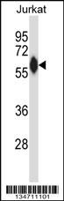 ZAP70 Antibody