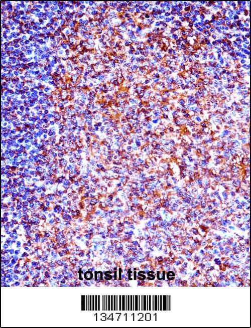 ZAP70 Antibody