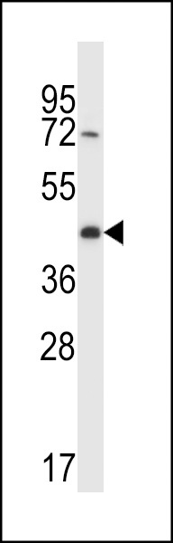 CREG2 Antibody