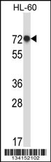 RBM39 Antibody