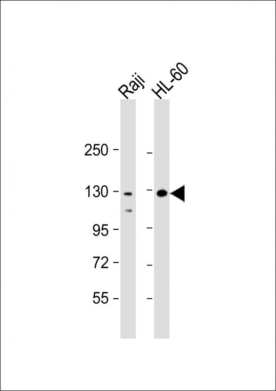 TERT Antibody