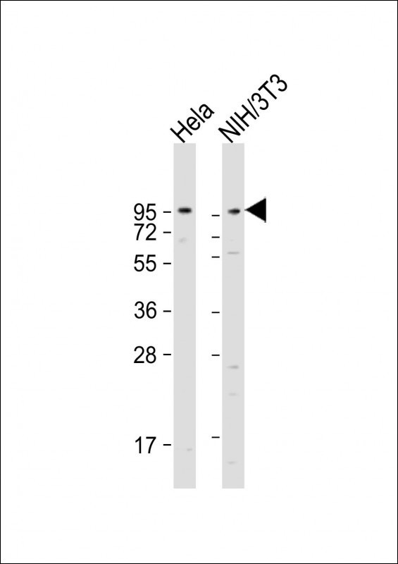 DAG1 Antibody