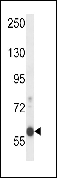 EFCAB7 Antibody