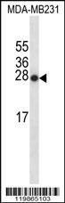 SNX24 Antibody