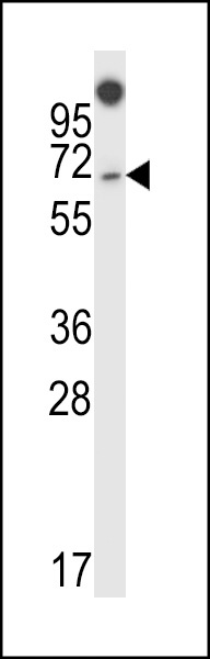 NUMBL Antibody