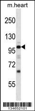Npr1 Antibody