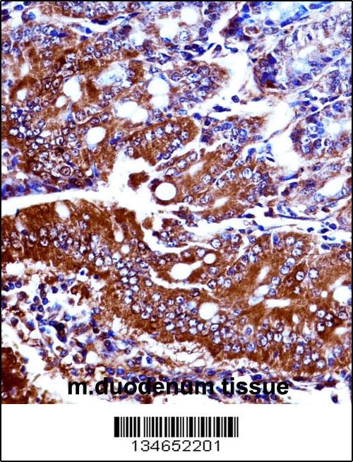 Npr1 Antibody
