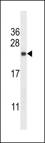 SEC22B Antibody