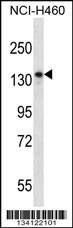 NRD1 Antibody