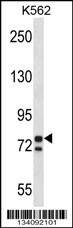 PCSK7 Antibody