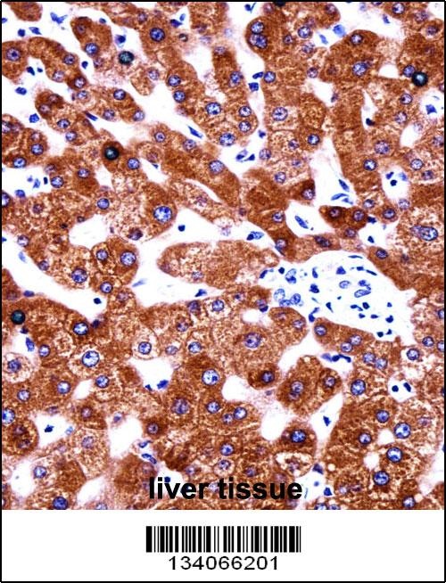CYB5A Antibody