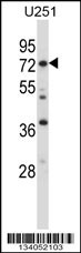 RDX Antibody