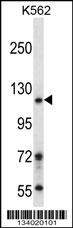 BRD1 Antibody