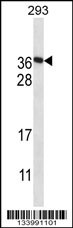 FAM122A Antibody