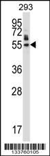 HEXIM1 Antibody