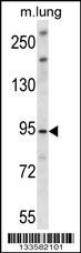 UNC45B Antibody