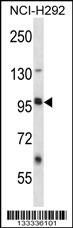 LRRC8B Antibody