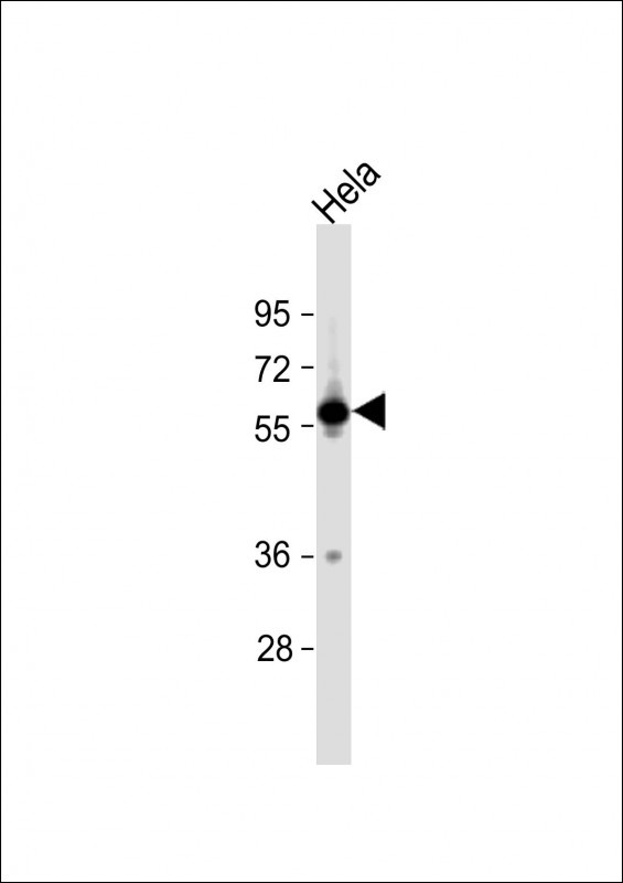 SLC30A1 Antibody