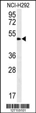 ZNF154 Antibody
