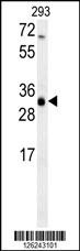 MSMO1 Antibody