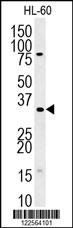 TSNAX Antibody