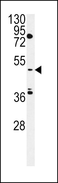 MIST Antibody