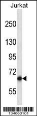 Pan3 Antibody