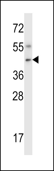 Mouse Nim1 Antibody