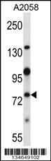 Nek8 Antibody