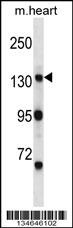 Myo3b Antibody