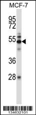 Mouse Map3k7 Antibody