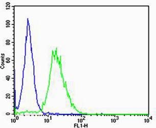 Mouse Csnk1g3 Antibody